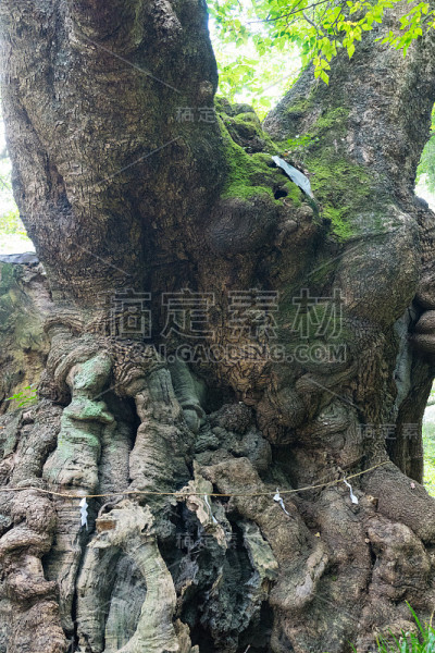 大樟树，日本热海市