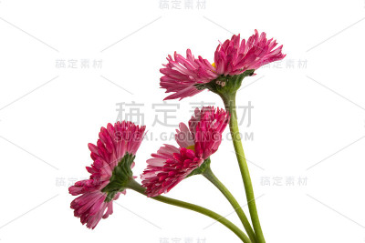 雏菊花孤立