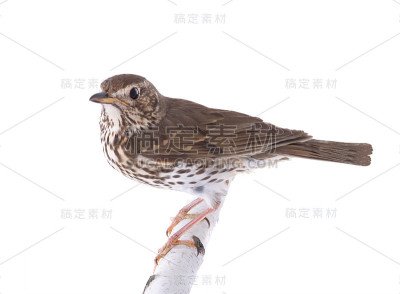 画眉鸟孤立在白色背景上
