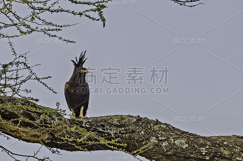 长冠鹰(Lophaetus occipitalis)是一种非洲猛禽。坦桑尼亚恩杜图湖保护区