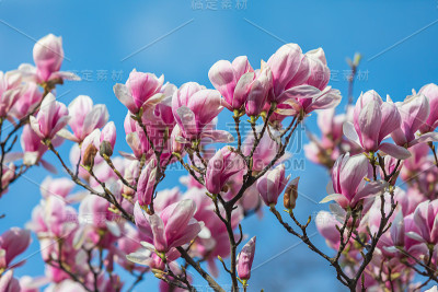 木兰在春天开花。