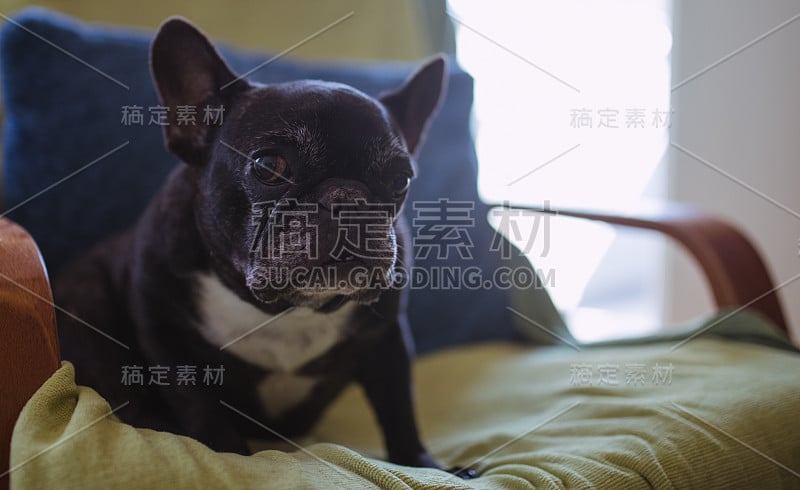 坐在椅子上的法国斗牛犬