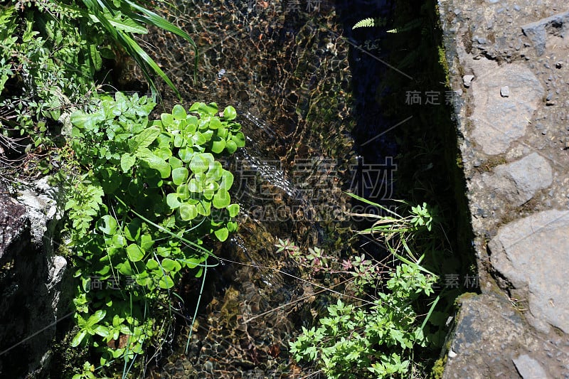 在马德拉岛徒步旅行时拍摄的绿色植物和湿地