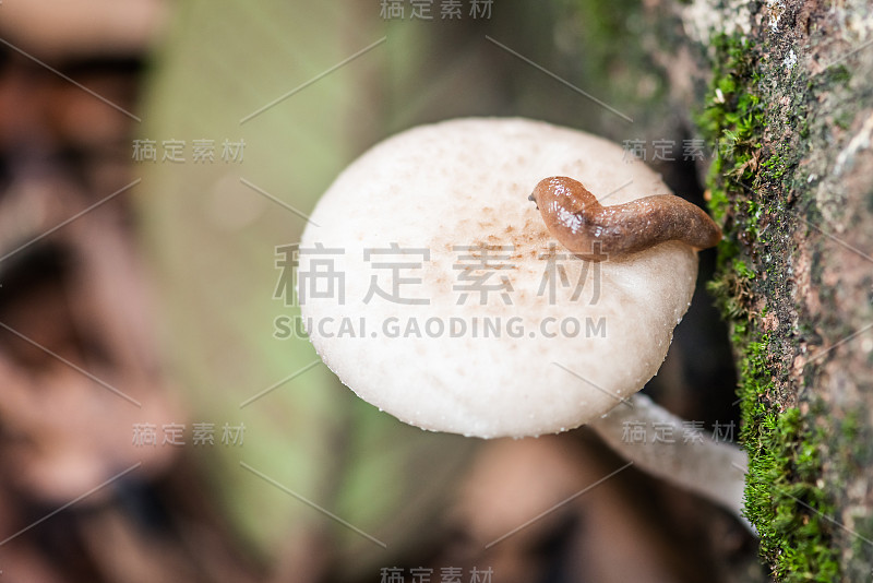 野生蘑菇在森林和蛞蝓在顶部克利弗森林公园特立尼达