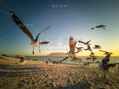海鸥飞过沙滩，背景是桌山