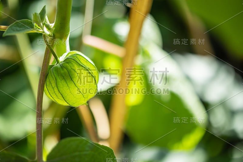 新鲜的醋栗(酸浆)在树枝上