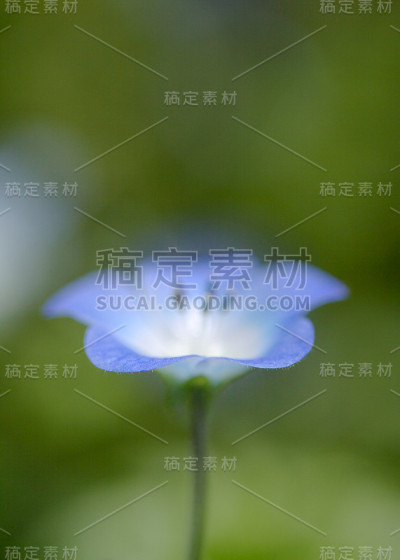 单一的尼莫菲拉