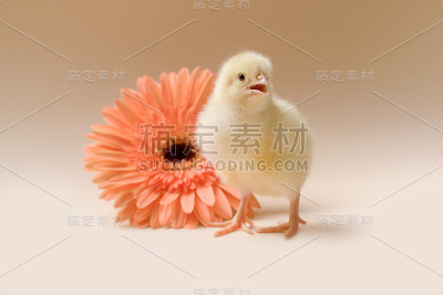 在非洲菊的背景下，一只新生的毛绒绒的雏鸡的形象。