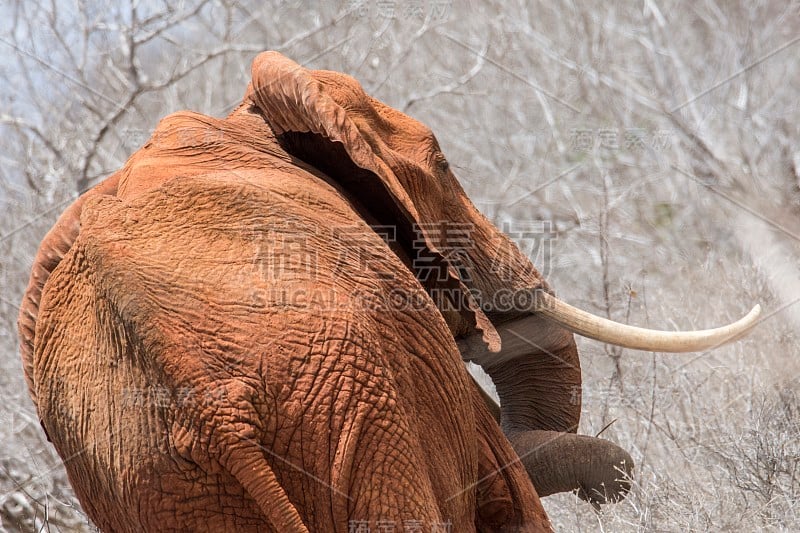 非洲大象- Tsavo East，肯尼亚