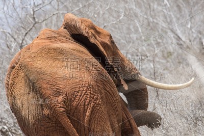 非洲大象- Tsavo East，肯尼亚