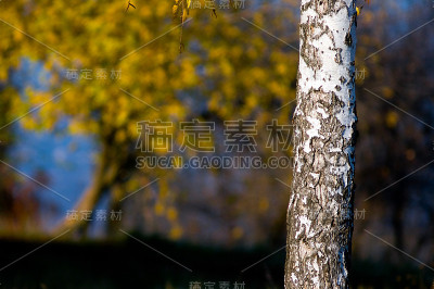 白桦树的树干，靠着明亮的树叶。