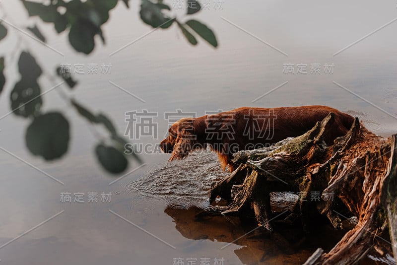 好奇的红色爱尔兰猎犬走进了河里