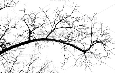 白色背景上的光秃秃的树枝