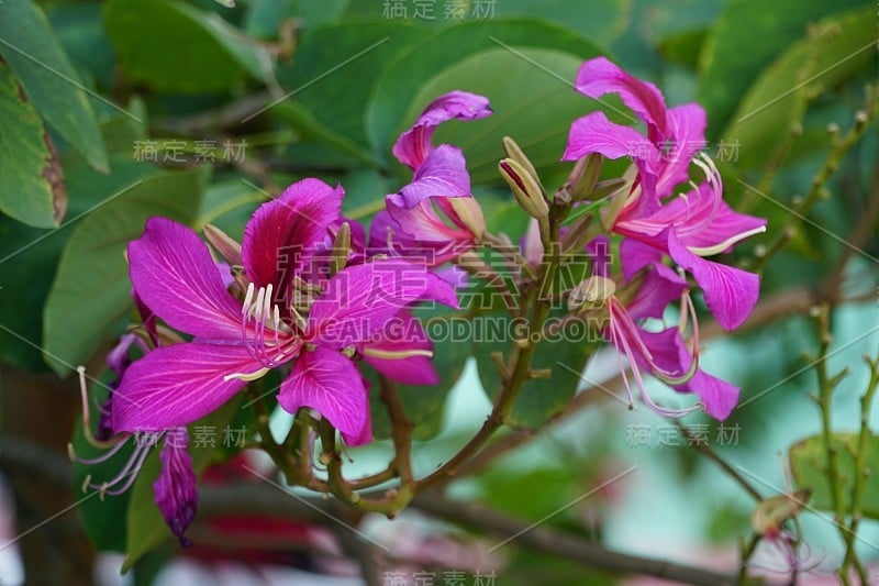 紫荆花，香港的市花