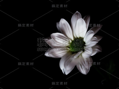 雏菊花