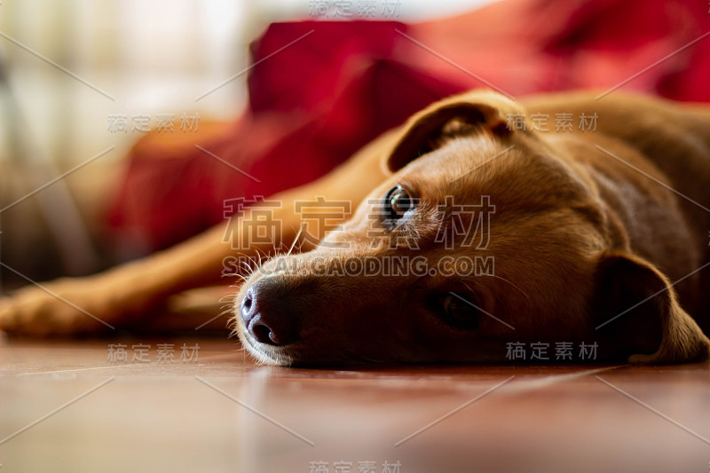 狗在地板上休息