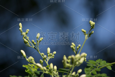 白花马萝卜树