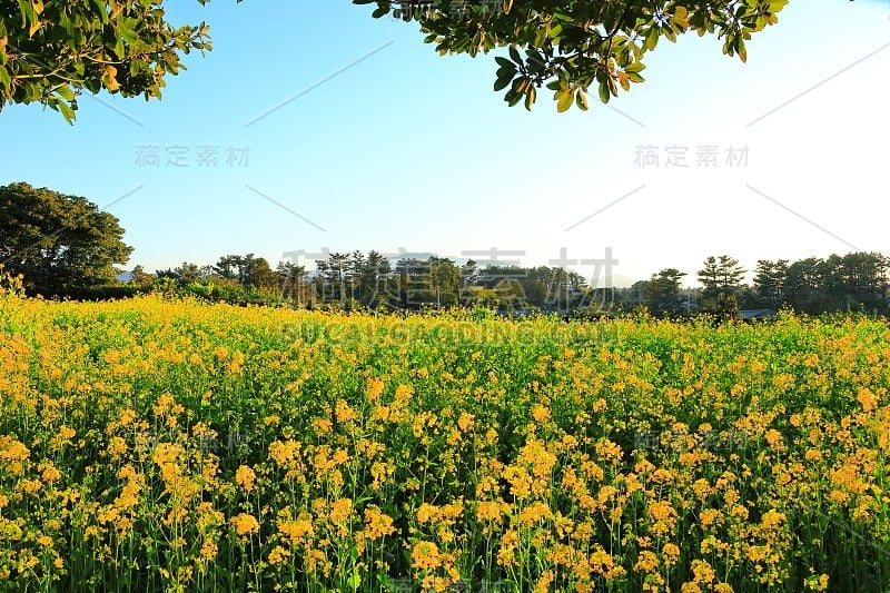 樱花、牧场、田野、樱花树、李子、油菜花、村庄、