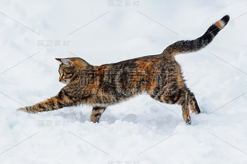 优雅有趣的虎斑猫在冬季花园的白雪上玩耍和狩猎