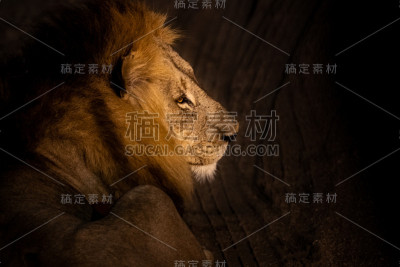 黑暗中的雄狮