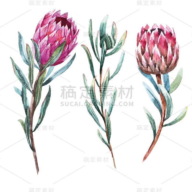 水彩热带花protea