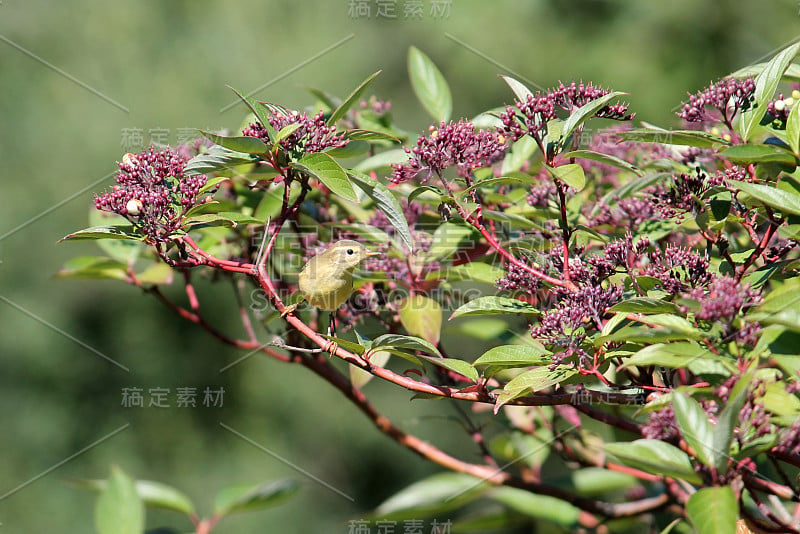 灌木枝桠上的一种普通细穗草(毛穗草)。小雀形目的小鸟