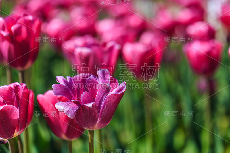 室外公园里粉红色郁金香和绿叶的特写。春天里美丽的花朵