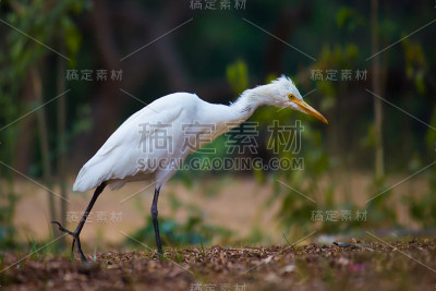 牛背鹭新