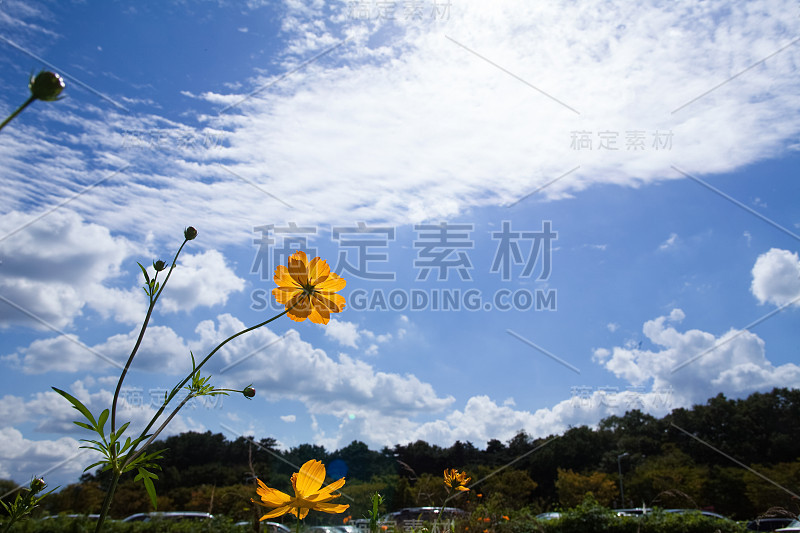 黄色的宇宙花盛开在田野里