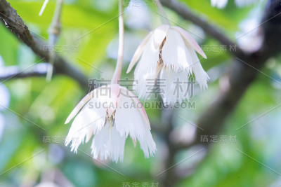 桔梗白花。