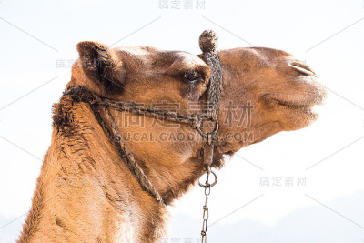 骆驼