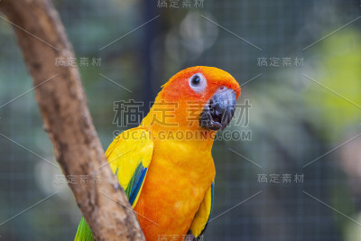 美丽的鹦鹉鸟，太阳在树枝上。彩色肖像鸟。