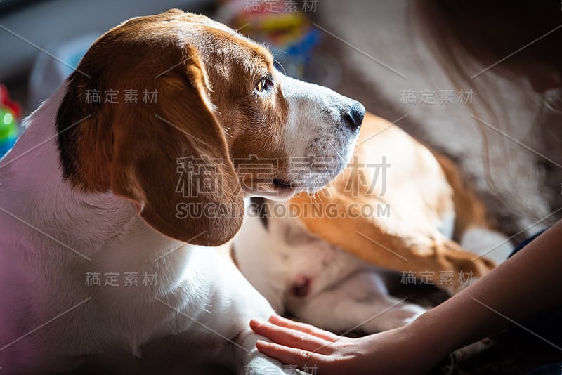 小猎犬累睡在地毯地板上，孩子抓着狗的爪子。