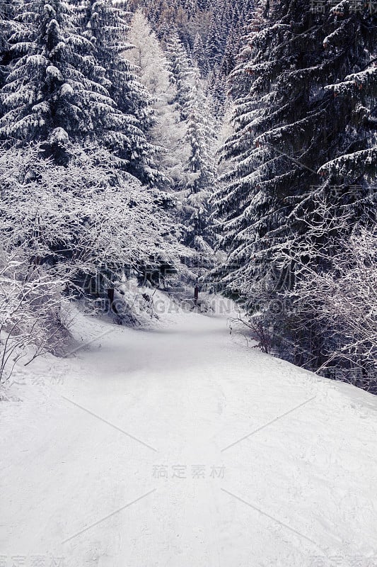 雪杉树