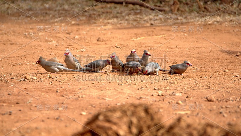 红着脸mousebirds