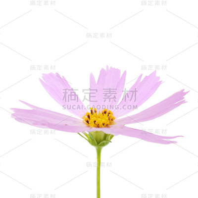 宇宙粉花