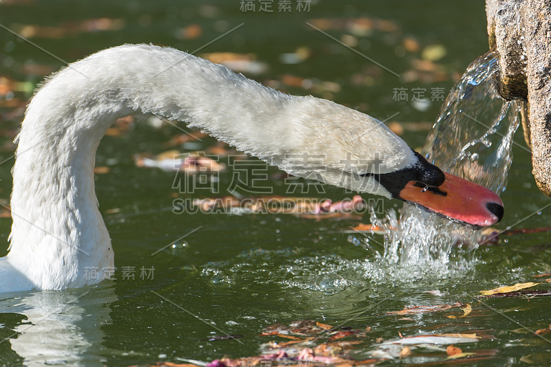 天鹅的饮料