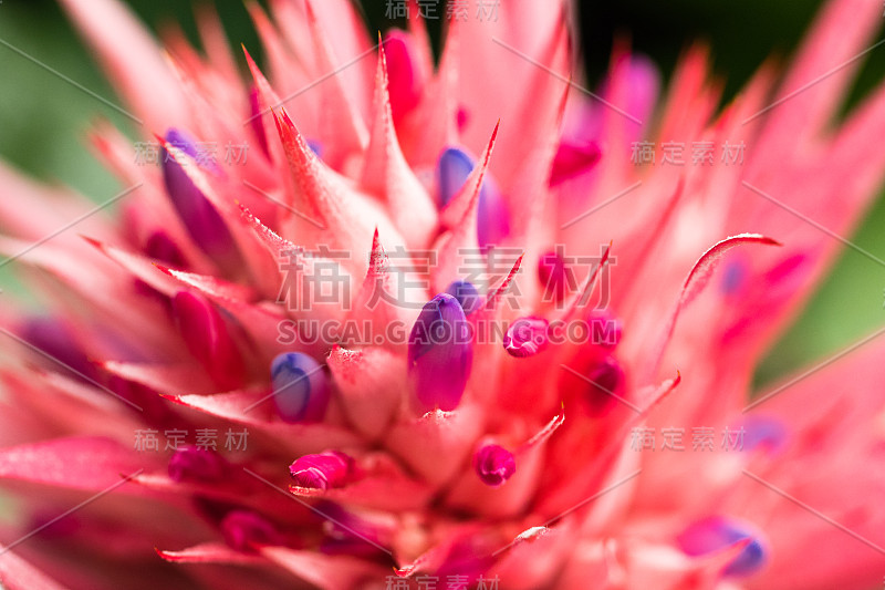 Aechmea fasciata(银瓶植物或瓮植物)是凤梨科的一种开花植物，原产于巴西。关闭了。有选