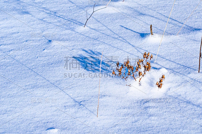 背景是被雪覆盖的冰冻植物。雪和雪花的纹理。美丽的冬天的风景。草冻了，天气晴朗结霜。冬天的季节。