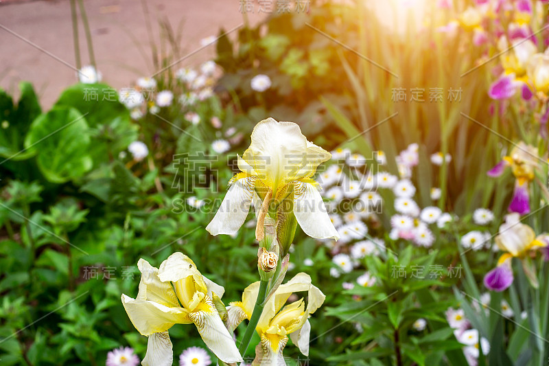 春天和夏天，淡黄的鸢尾(球茎鸢尾，sibirica)在花园里的绿叶和草丛中盛开。