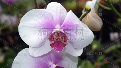 紫白兰