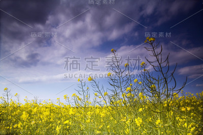 油菜花领域