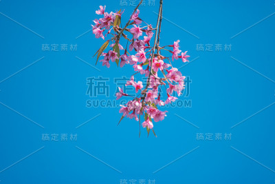 野生喜马拉雅樱桃软焦
