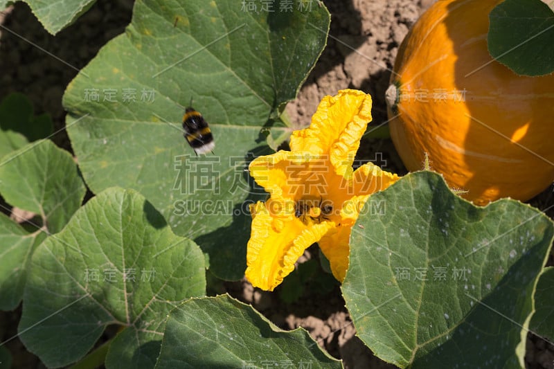 在斯图加特附近的夏季七月，德国南部农舍花园的蔬菜