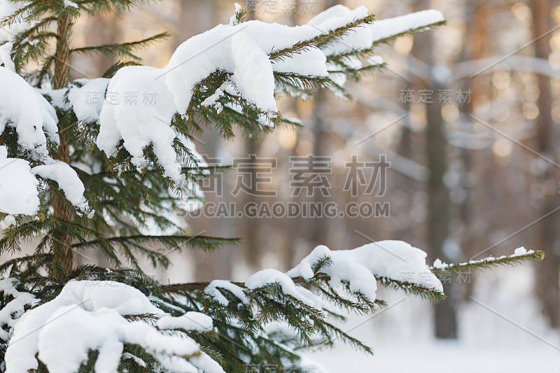 冬季森林。霜冻的景色和白雪覆盖的树木