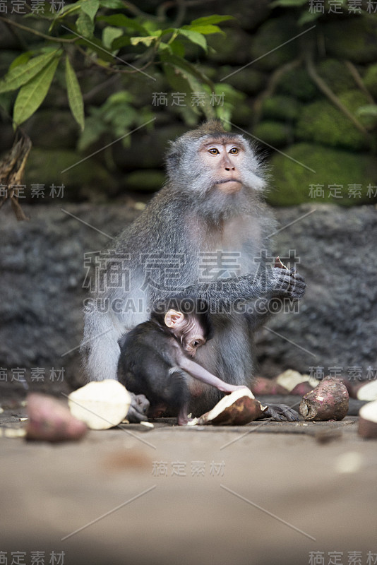 母猴和幼猴喂食。