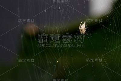 捕虫用的蜘蛛丝