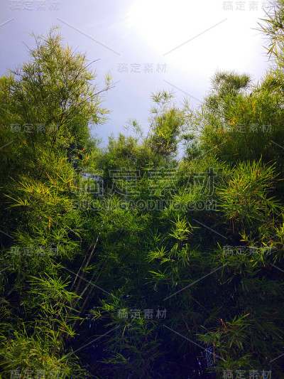 竹林