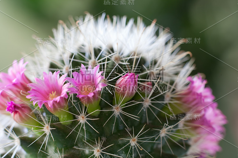 仙人掌的花