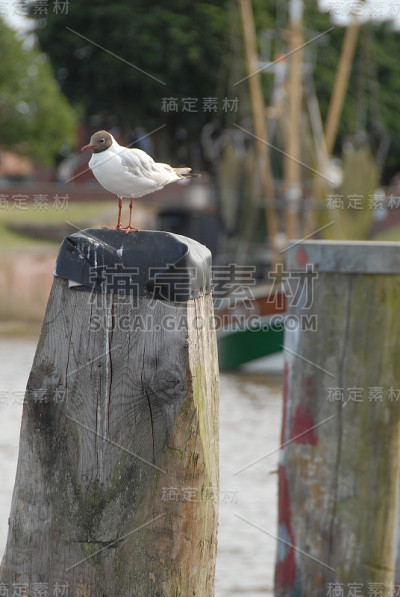 在德国海岸